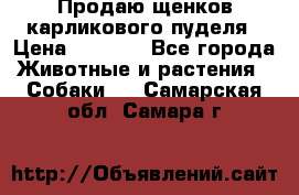 Продаю щенков карликового пуделя › Цена ­ 2 000 - Все города Животные и растения » Собаки   . Самарская обл.,Самара г.